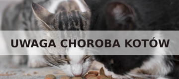 Ilustracja do artykułu: UWAGA WŁAŚCICIELE KOTÓW