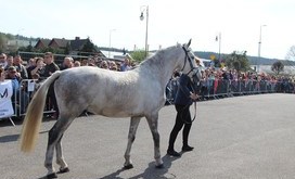 Agrotargi 2018_13