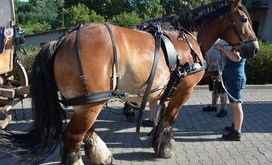 TITANEN_ON_TOUR_2018_13